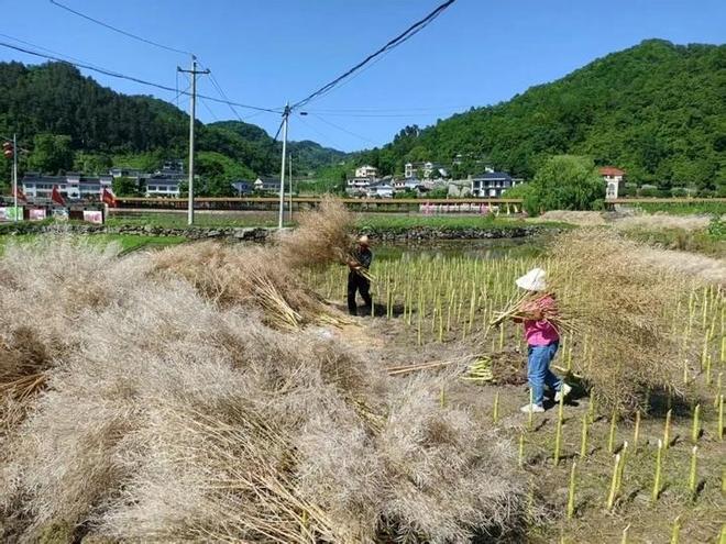 必赢网址息烽县养龙司镇5000余亩油菜喜获丰收